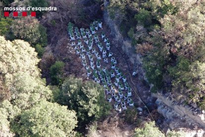 Dos detinguts per tenir un cultiu amb 962 plantes de marihuana amagat al pantà de Susqueda