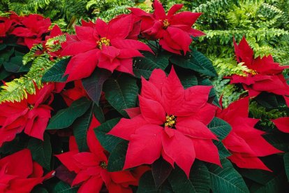 Euphorbia pulcherrima és el nom científic de la planta de Nadal o Poinsettia