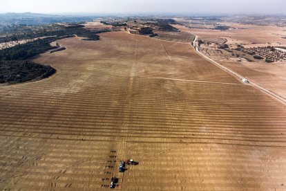 Vista aèria de la plantació de pistatxers de Castelldans.