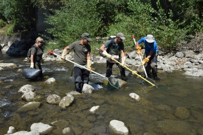 Un moment de la captura de peixos al Segre al seu pas per Alàs.