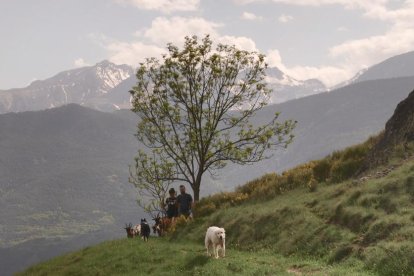 Al Pallars Sobirà, la ramaderia continua sent fonamental.