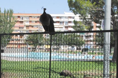 Els indiots freqüenten aquests dies el recinte de les piscines a l’aire lliure de Mollerussa.