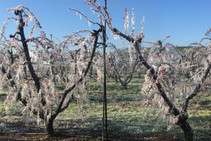 Candelabros de hielo tras el uso del riego por aspersión para la protección de los árboles frutales.