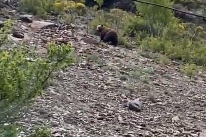 Fotograma del vídeo de un oso cerca de Sorpe.