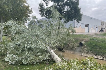 Un dels arbres arrancats pel vent al passeig del Sió.