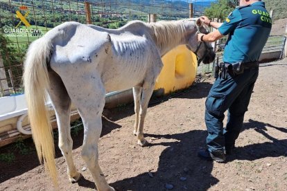 Dos d'investigats a l'Alt Urgell per un presumpte delicte d'abandó animal