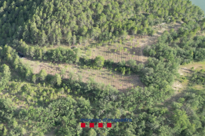 Imagen aérea de la plantación, situada en una zona boscosa próxima a Coll de Nargó.