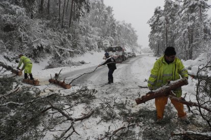 Los operarios trabajan para retirar nieve y árboles caídos en una carretera de Navarra.