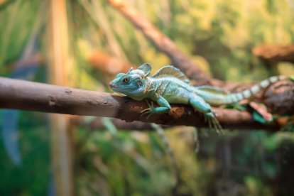 Una iguana.