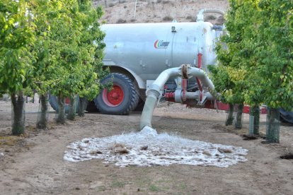 Regant fruiters amb aigua de pou al Pla d'Urgell.