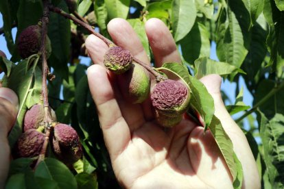 Nectarines amb la pell arrugada per falta d'aigua en una finca de Castelldans