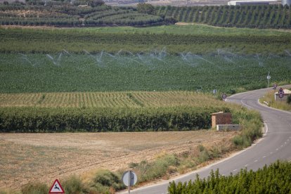 Campos de maíz en Albesa, dentro del área regable del Algerri-Balaguer.