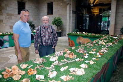 La muestra cuenta con todas las setas presentes en Lleida. 