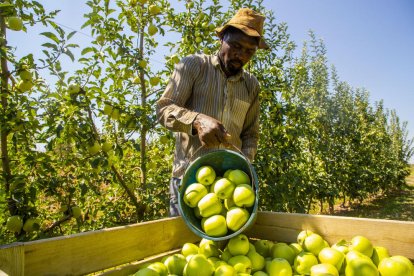 En esta finca de l’Horta de Lleida recogieron ayer las primeras manzanas Golden de la temporada.