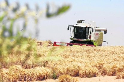 Imatge d’arxiu d’una recol·lectora en un camp de cereal al terme d’Alfés.