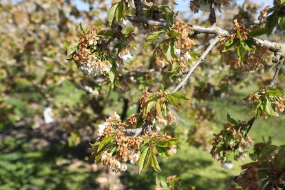 El frío arruinó la producción en esta finca de Corbins.