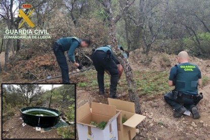 La plantación de marihuana encontrada cerca del pantano de Camarasa.