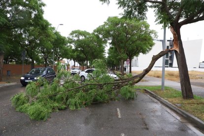 Un arbre trencat pel vent a Lleida en una imatge d'arxiu.