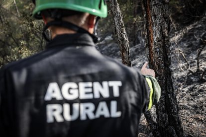 Un agent rural mostra l’impacte d’un llamp en un arbre que va originar l’incendi de Lladurs.