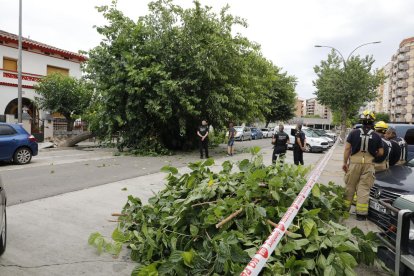 El árbol que cayó ayer sobre un coche en la avenida Doctor Fleming de Lleida ciudad.  