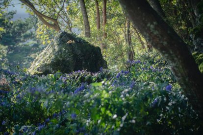 Imatge d'arxiu de l''aconitum napellus', conegut com tora blava.