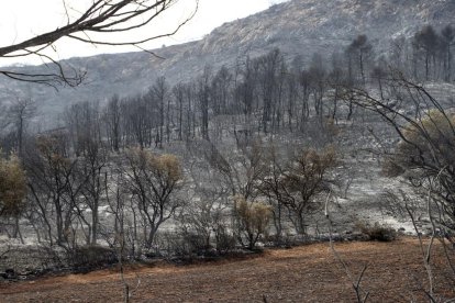 Terreny cremat a l'incendi de Baldomar, a Artesa de Segre.