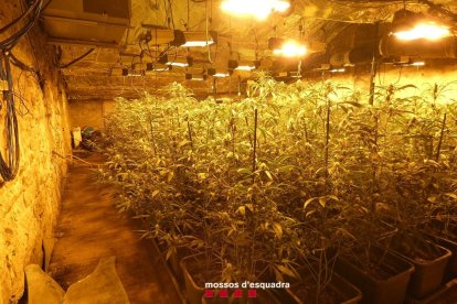 Imagen de una de las plantaciones desmanteladas por los Mossos. 