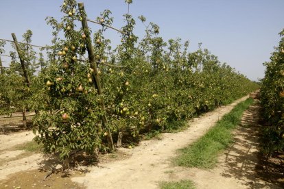 Un campo de manzanas en Térmens, en la Noguera.