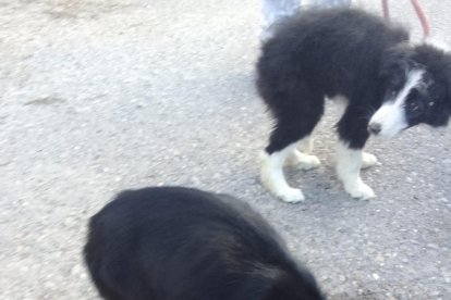 Los dos cachorros rescatados por la protectora en Llavorsí. 