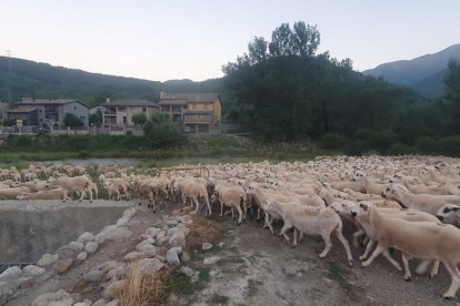 Imatge d’arxiu de transhumància d’ovelles el mes de juliol passat a Vilaller.