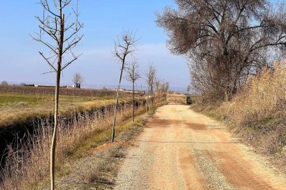 Alguns dels arbres que s’han plantat a Bellvís.