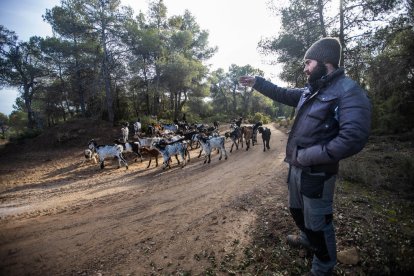 Francesc Roca pastura el ramat de cabres pels boscos de Fulleda. És l’únic pastor actiu en aquest municipi.