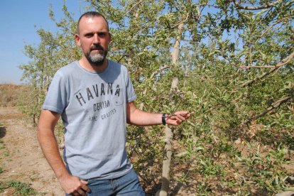 Moyà, ahir en una finca de pomeres a Miralcamp.