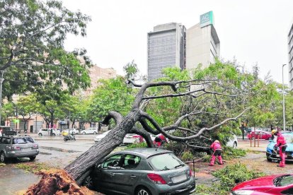 Un arbre caigut per les pluges i el vent a l’Hospitalet de Llobregat.