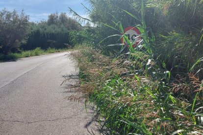 La vegetació al camí de Vallcalent de Torres de Sanui.