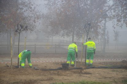 Operaris treballant a la plantació d’arbres.