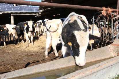 La alerta por la sequía mantiene en jaque a agricultores y ganaderos. 