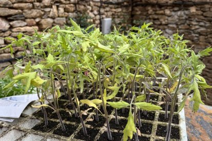 Plantel de tomateras de la variedad 'redonda' recuperada en el Pallars Sobirà.