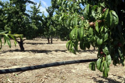 Un tub de reg gota a gota en una finca de nectarines de Castelldans.