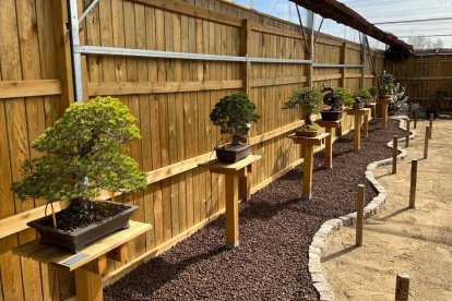 Exposición de ejemplares al Espai Bonsai del Arboretum de Lleida.