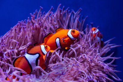 Acord històric de l'ONU per a la protecció dels oceans i la vida marina