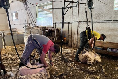 Esquiladores en una explotación del Sobirà.