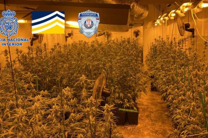 Plantes de marihuana confiscades en una de les operacions.