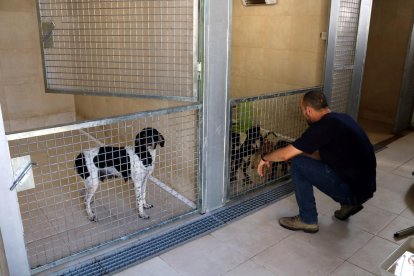 El dinamitzador del Refugi de Peluts de Lleida amb gossos del centre.