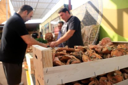 Els boletaires de les Terres de l'Ebre donen per tancada una temporada 