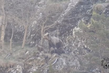 Fotograma d’una ossa amb tres cadells al municipi de Lladorre.