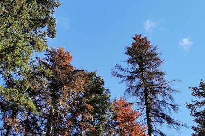 Árboles enfermos por la sequía