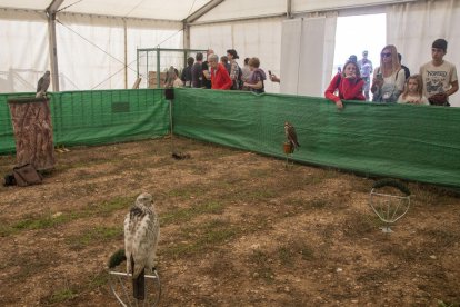 Algunas de las aves expuestas en el certamen de Bellpuig. 