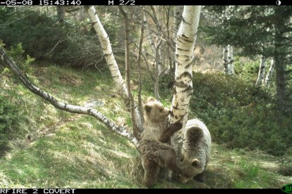 Una ossa amb cadells d’os fotografiada l’estiu passat.