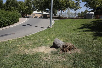 En Magraners cayó un árbol que tuvieron que serrar. 